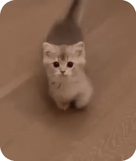 🐈 mèo con, mèo, dễ thương, động vật, thú cưng, nhà, nhỏ, đáng yêu telegram sticker