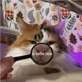 🙄 Я тебя пон cat, magnifying glass, cute, animal, funny telegram sticker