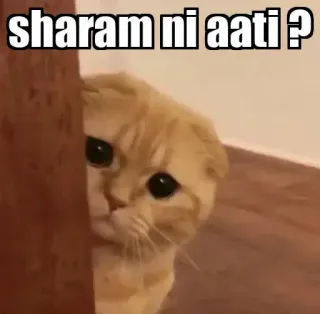 👀 sharam ni aati ? gato, meme, vergüenza, escondido, lindo telegram sticker