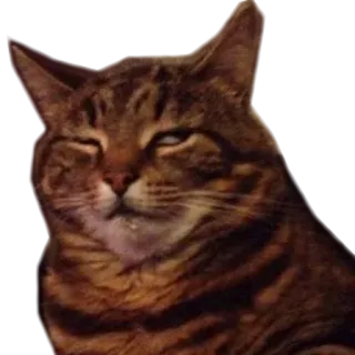 😐 고양이, 동물, 애완동물, 밈, 웃긴 telegram sticker