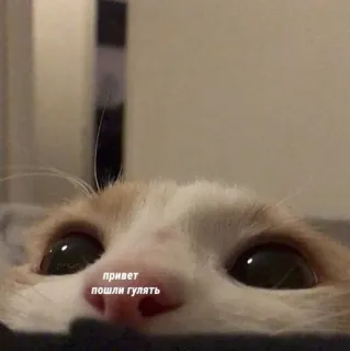 🤍 привет
пошли гулять gato, espreitar, olhos, olá, andar, animal telegram sticker