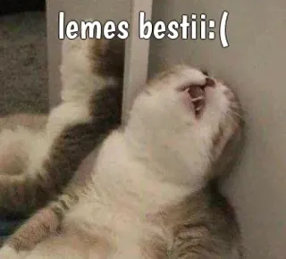 😺 lemes bestii:( кот, мем, смешно, грустно, уставший, животное whatsapp sticker