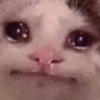 😢 kucing, menangis, sedih, meme, hewan telegram sticker