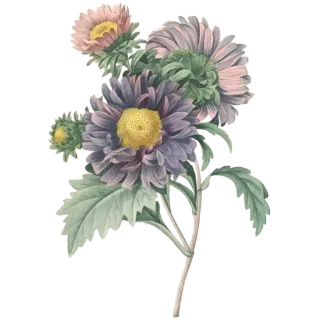🌻 fiore, floreale, bouquet, pianta, natura, fioritura whatsapp sticker