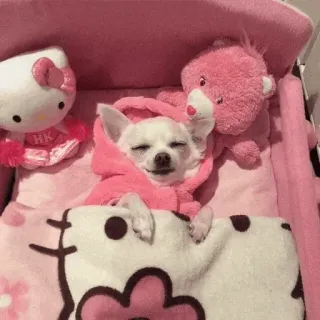 🐶 Hello Kitty Hund, Chihuahua, süß, schläfrig, rosa, Hello Kitty, Tier, gemütlich telegram sticker