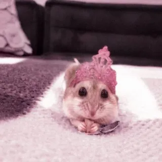 🤏 hamster, cute, animal, rodent, pet, small telegram sticker