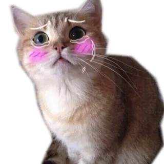 😽 kucing, imut, kawaii, merona, hewan, mata telegram sticker