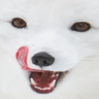 😍 animal, raposa-do-ártico, raposa, raposa branca, lambendo, rosto, fofo, mamífero telegram sticker