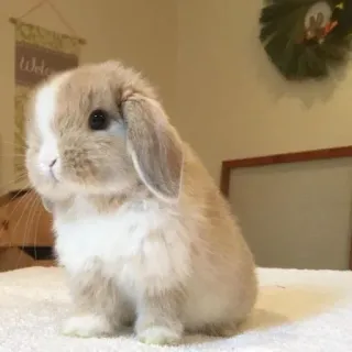 🌟 bunny, rabbit, cute, animal, pet, lop-eared whatsapp sticker
