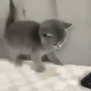 😦 kitten, cat, pet, animal, cute, domestic whatsapp sticker
