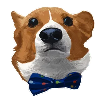 🐶 chó, corgi, nơ, động vật, dễ thương, thú cưng telegram sticker