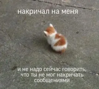 🤍 накричал на меня
и не надо сейчас говорить,
что ты не мог накричать
сообщениями gato, gatinho, meme, russo, animal, animal de estimação telegram sticker