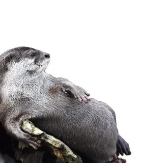 😎 выдра, животное, млекопитающее, дикая природа, милый, природа telegram sticker