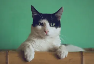 🤔 Katze, Tier, Haustier, Säugetier, Haustier, süß telegram sticker