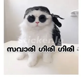 😎 സവാരി ഗിരി ഗിരി cat, sunglasses, bandana, sticker, white telegram sticker