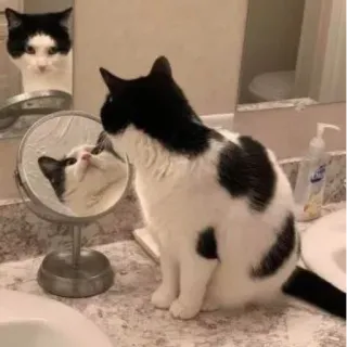 👻 chat, miroir, animal de compagnie, animal, reflet, chat tuxedo telegram sticker