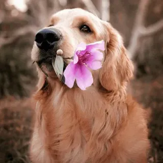 🏙 Hund, Blume, Golden Retriever, Tier, süß, Haustier whatsapp sticker