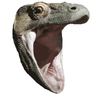 😱 animal, lagarto, dragão-de-komodo, réptil, dragão whatsapp sticker