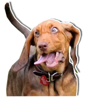 🤪 chien, drôle, animal, animal de compagnie telegram sticker