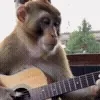🎸