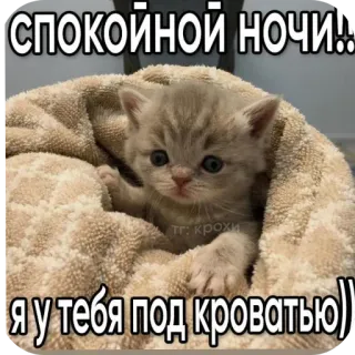 🐱 СПОКОЙНОЙ НОЧИ!! Я У ТЕБЯ ПОД КРОВАТЬЮ)) whatsapp sticker