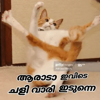 😂 ആരാടാ ഇവിടെ ചളി വാരി ഇടുന്നേ cat, funny, animal telegram sticker