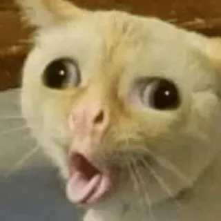 🐱 gatto, meme, scioccato, divertente, animale telegram sticker