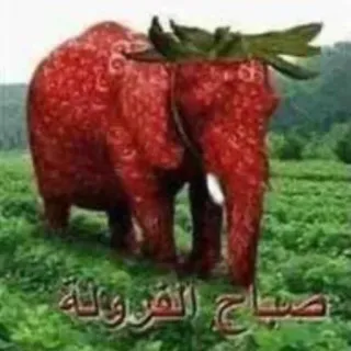 📈 صباح الفراولة telegram sticker
