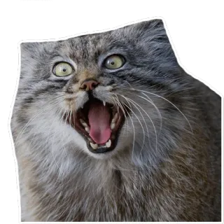 😀 gatto, manul, gatto di Pallas, animale, adesivo telegram sticker