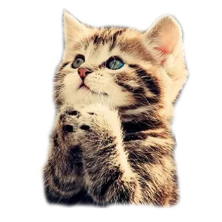 🙏 gatito, gato, animal, lindo, mascota whatsapp sticker