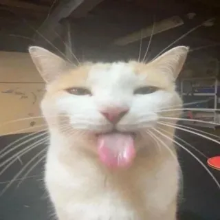 💋 gatto, animale, animale domestico, lingua, divertente, carino, animale da compagnia telegram sticker