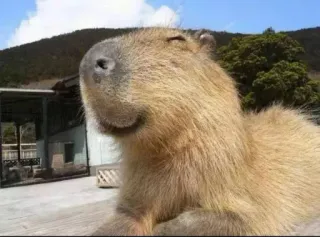 😊 Capybara, Animal, Ronrongeur, Nature, Mammifère whatsapp sticker
