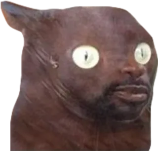 😦 cat, human, hybrid, meme, funny, animal, creature telegram sticker