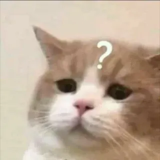 🐾 cat, question mark, confused, thinking, animal, meme, funny telegram sticker