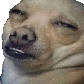 ☺️ Hund, Chihuahua, Meme, Lustig, Tier, Haustier, Süß telegram sticker