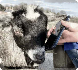 📞 ヤギ, 動物, 電話, ペット, 農場, 自然, 野生動物 telegram sticker