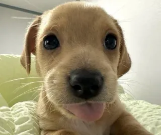 😛 puppy, dog, cute, animal, pet, close-up telegram sticker
