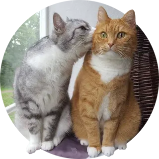 😍 cats, animals, pets, whispering, felines, domestic animals telegram sticker