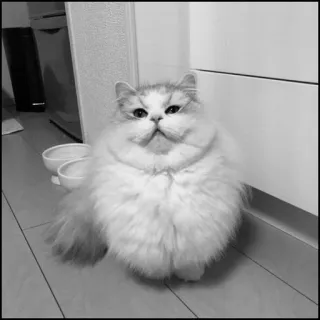 💮 gatto, soffice, bianco, animale domestico, animale, domestico telegram sticker
