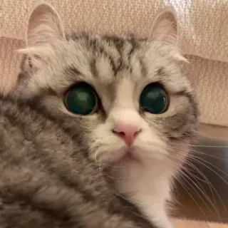 🥺 cat, animal, cute, pet, eyes whatsapp sticker