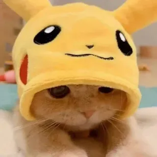 🥱 Pikachu Pokemon Katze, Pikachu, Tier, Pokemon, gelber Hut, süß telegram sticker