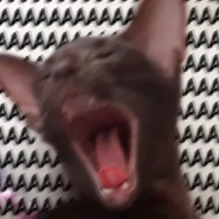 😱 AAAAAAAAAAA AAA AAA AAA AAA MA AAA AA AAA AAAAA AAA AAAAA MAA AAAAA AA cat, screaming, meme, funny, animal, pet telegram sticker