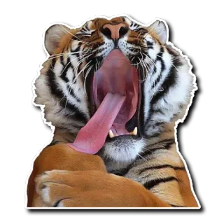 😫 tigre, animal, bostezando, gato, vida salvaje whatsapp sticker