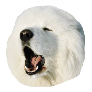 😮 犬, 白い犬, あくび, ポートレート, 動物 telegram sticker