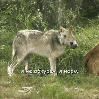 😉 я не обкурен, я норм หมาป่า, สัตว์, ธรรมชาติ, มีม, ข้อความ, รัสเซีย telegram sticker