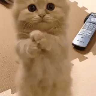 🙏 kätzchen, katze, süß, flauschig, entzückend, haustier whatsapp sticker