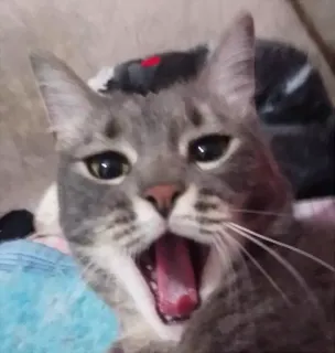 😦 gato, bocejo, animal, fofo, animal de estimação, doméstico telegram sticker