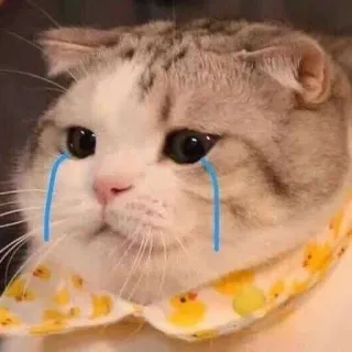 😭 mèo, khóc, buồn, nước mắt, thú cưng, động vật, meme telegram sticker