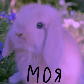 🐰 МОЯ lapin, mignon, animal de compagnie, animal, lapinou, bélier whatsapp sticker