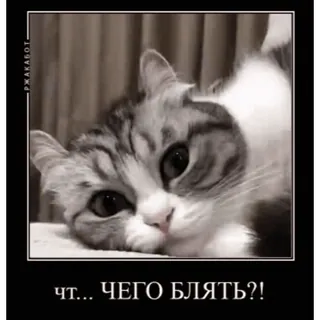 🧐 ЧТ... ЧЕГО БЛЯТЬ?! mèo, nga, xúc phạm, động vật, dễ thương, meme telegram sticker